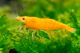 Sunkist Shrimp
