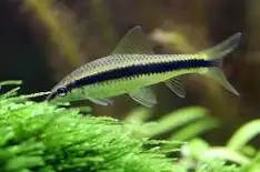 Siamese Algae Eater