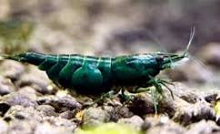 Green Jade Shrimp