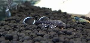 L183 Pleco