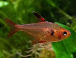 Red Phantom Tetra