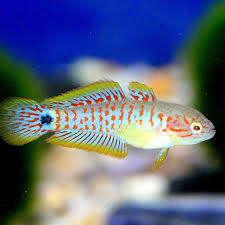 Peacock Goby