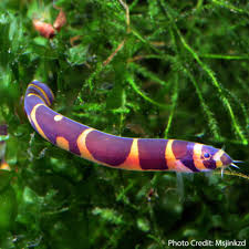 Kuhli Loach