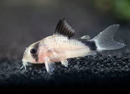 Bandit Corydoras