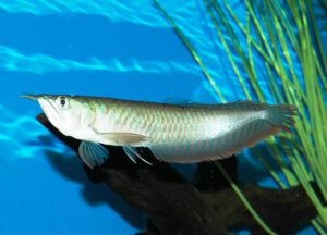 Silver Arowana 11 cm