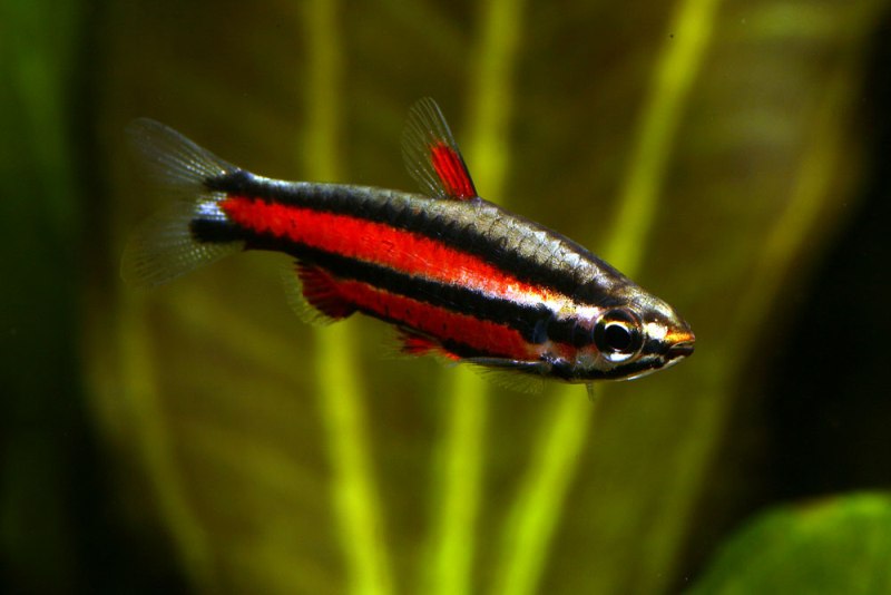 Nannostomus rubrocaudatus