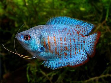 Dwarf Gourami Pair