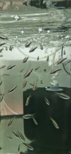Emperor Tetra