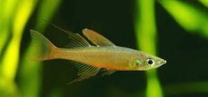 Threadfin Rainbowfish