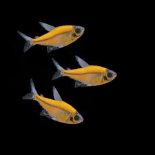 Yellow Pristella