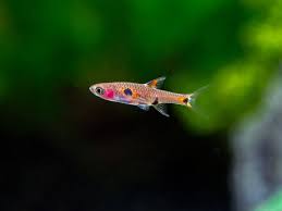 Dwarf Rasbora