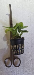 Anubias Nana Gold
