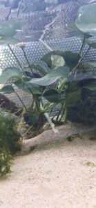 Anubias barteri var. barteri ‘Jumbo’