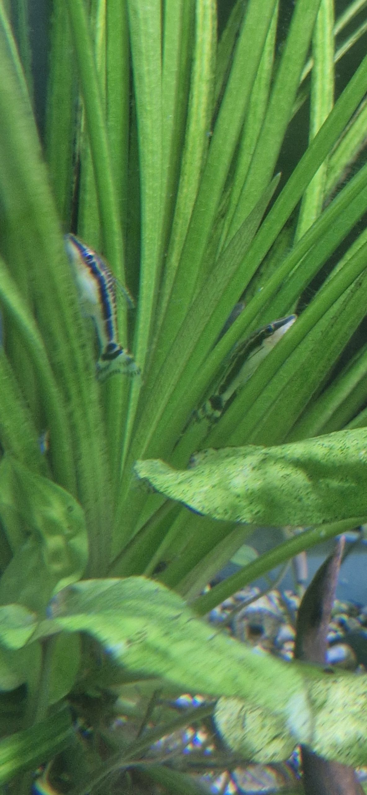 Otocinclus