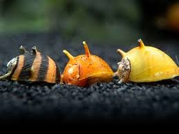 Horned Snails