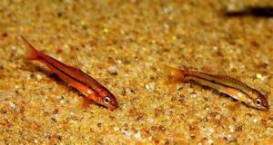 Rosy Loach