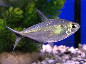 Costae Tetra
