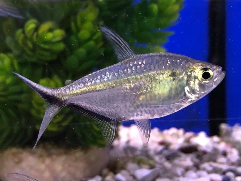 Costae Tetra