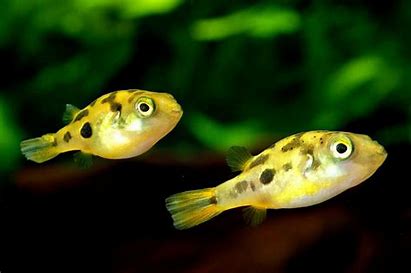 Pea Puffer