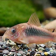 Blue Corydoras
