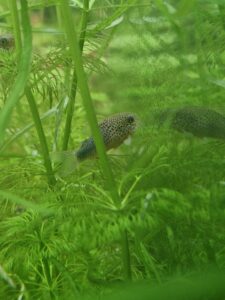 Corydoras similis
