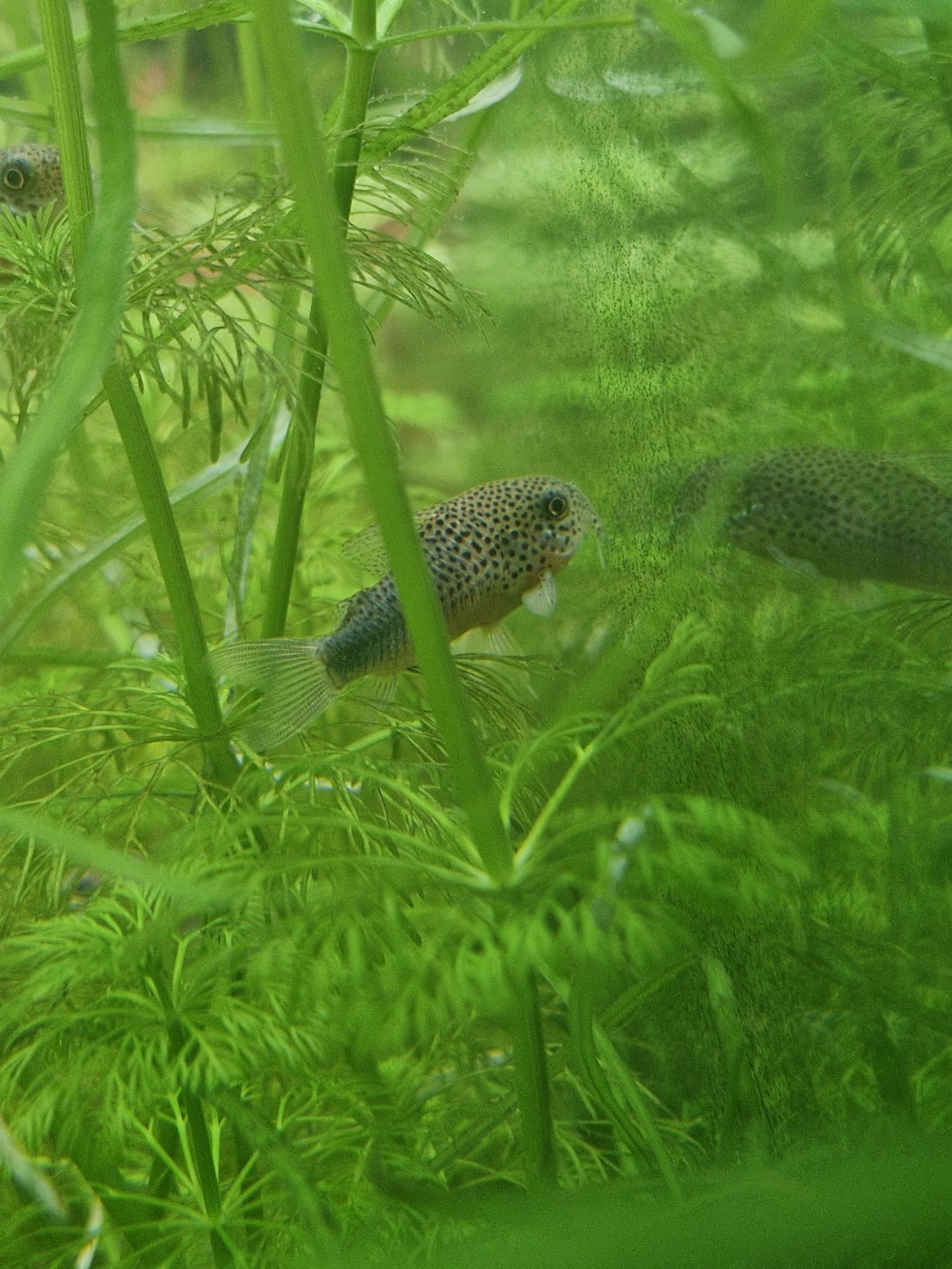 Corydoras similis