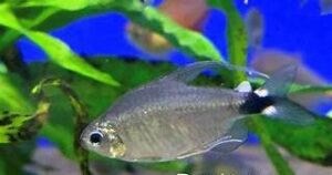 Kitty Tetra