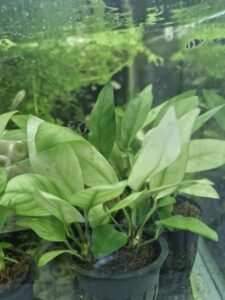 Anubias Hastifolia