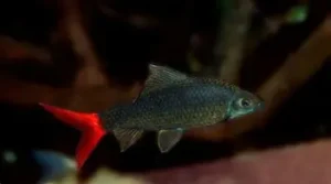 Red Tail Shark 4 cm+