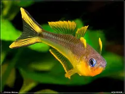 Forktail Rainbowfish