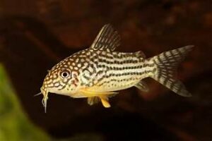 Sterbai Corydoras