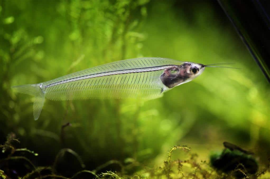 Glass Catfish