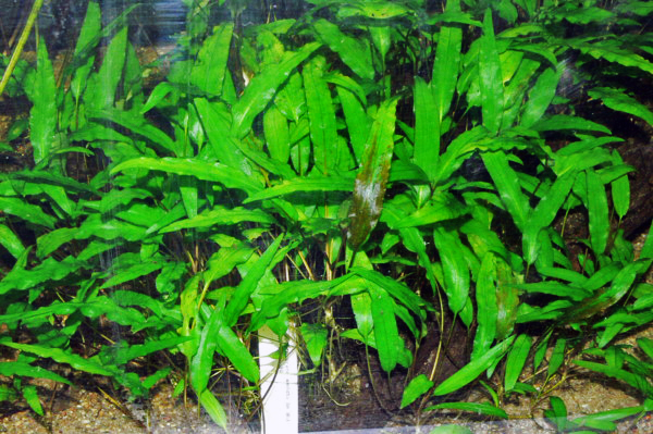 Cryptocoryne