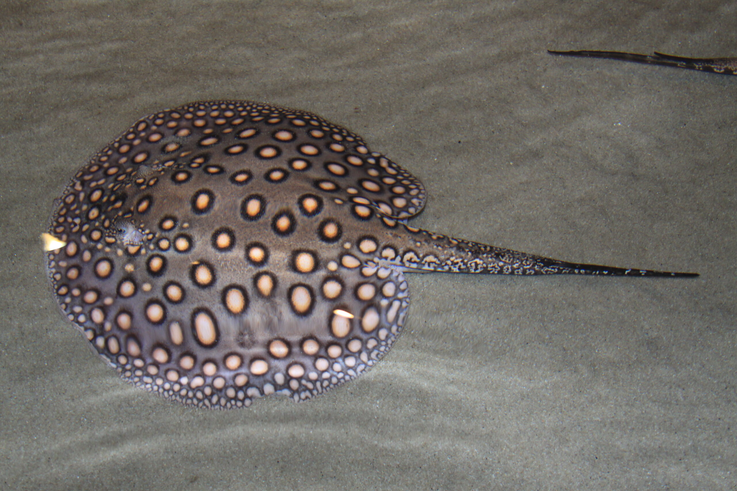 Freshwater Stingray