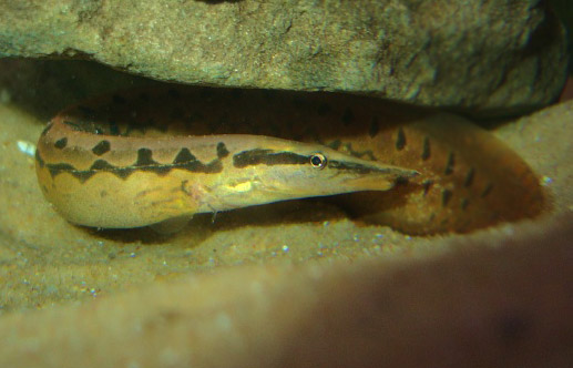 Marbled Spiny Eel
