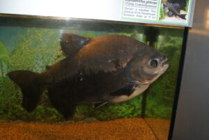 Pacu
