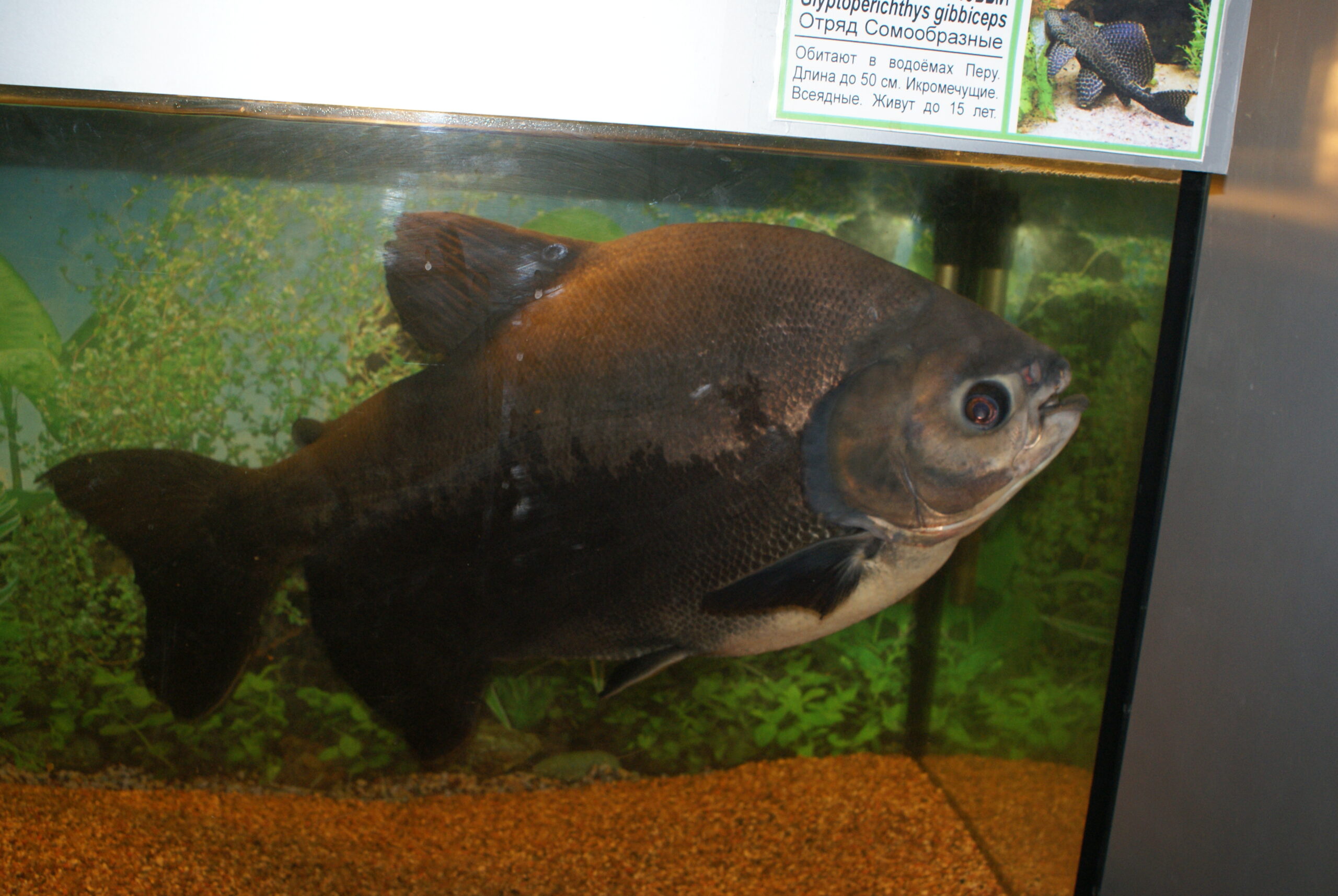Pacu