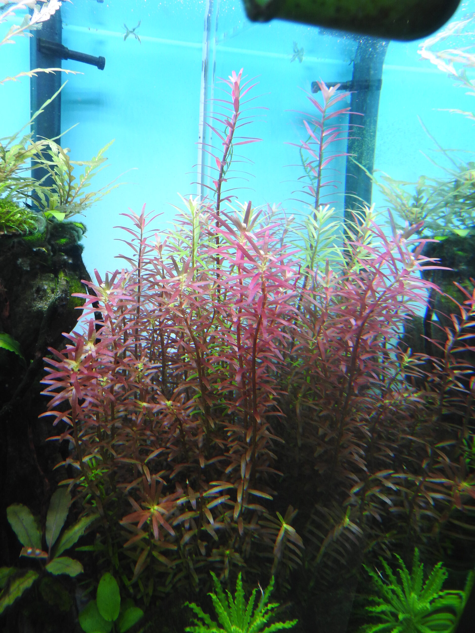 Rotala