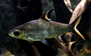 Silver Shark