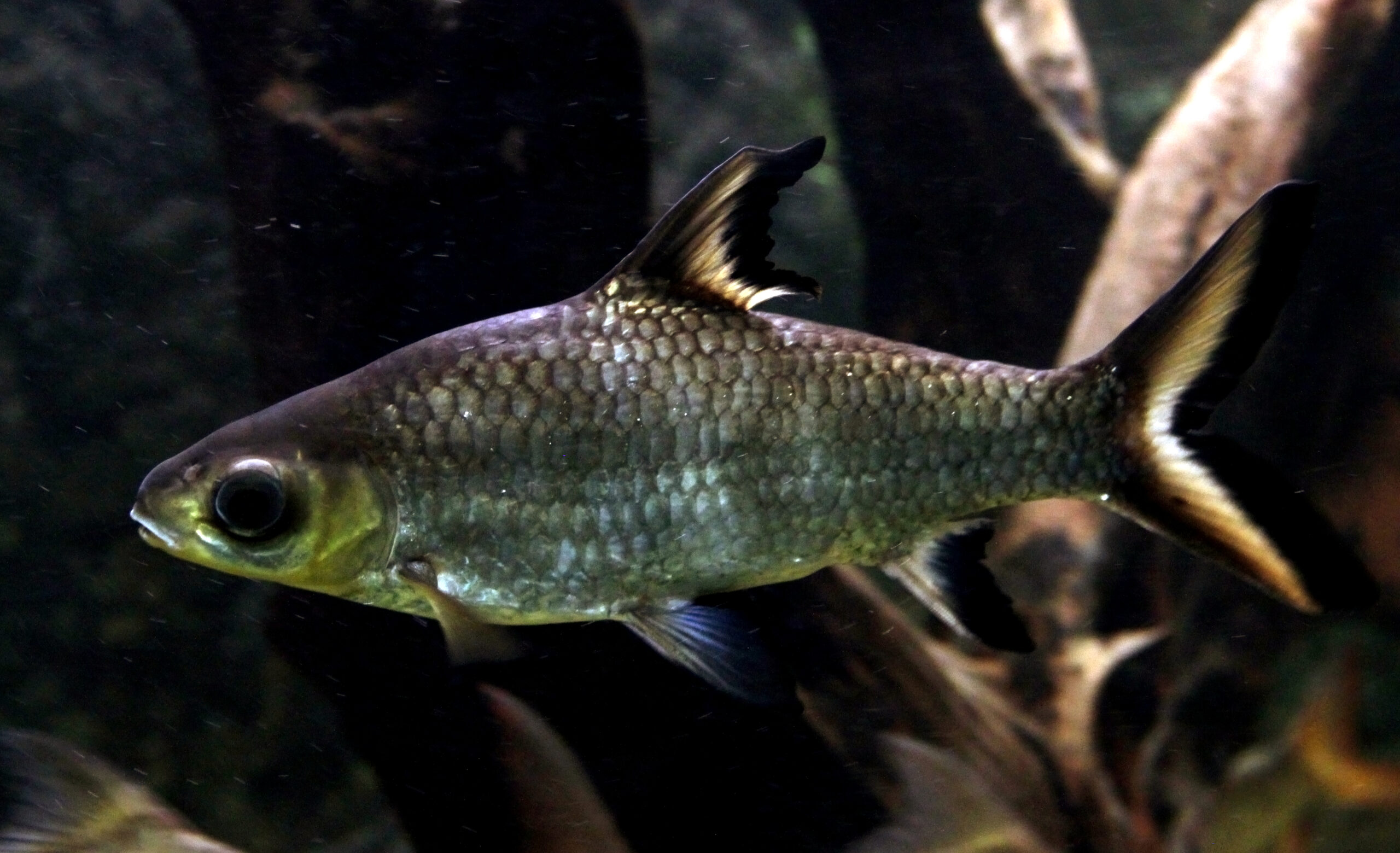 Silver Shark