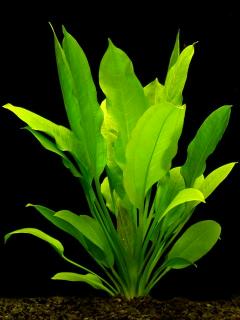 Sword Plant