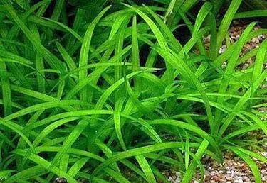 Dwarf Sagittaria