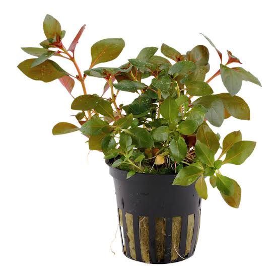 ludwigia repens